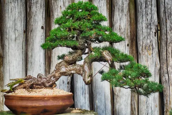 Tailler un bonsaï - Guide complet pour une coupe parfaite