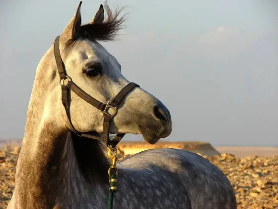 Koń arabski - cechy, temperament i zastosowanie