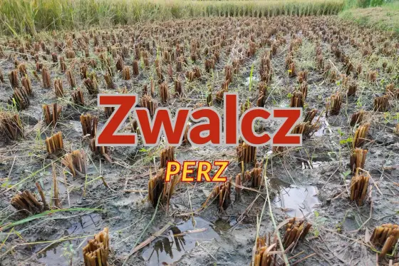 Oprysk na perz - Jaki wybrać i jak stosować, by zadziałał?