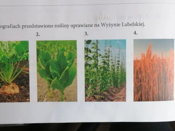 Co uprawia się na wyżynie lubelskiej? Poznaj najważniejsze rośliny