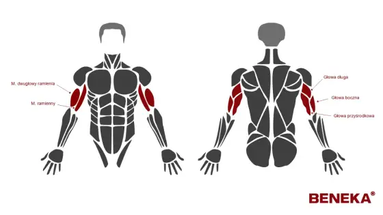 Triceps - anatomia, działanie, trening. Jak wzmocnić ramię?