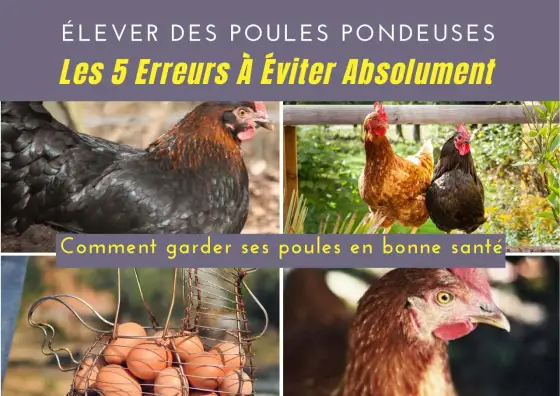 Comment avoir des poules - Évitez les erreurs de débutant