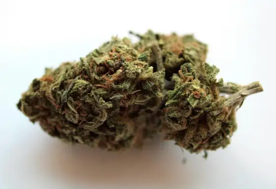 Marihuana - jak działa na organizm i co o niej mówi polskie prawo?