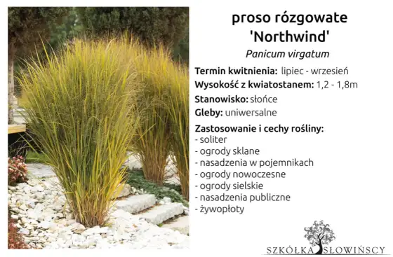 Proso Northwind - Jak uprawiać tę trawę, by zawsze trzymała pion?