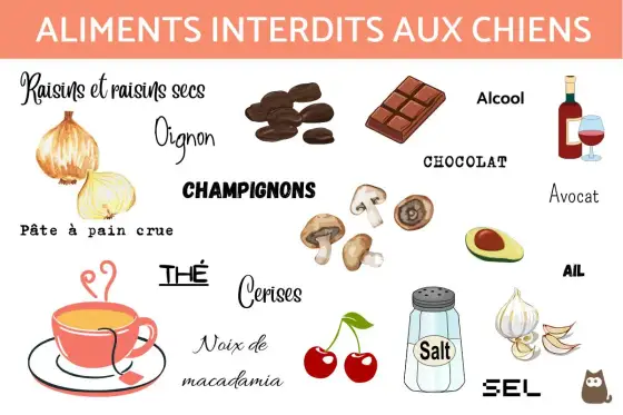 30 aliments dangereux pour les chiens et les bons réflexes