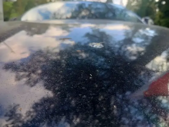 Ptasie odchody niszczą lakier? Usuń bezpiecznie i chroń auto
