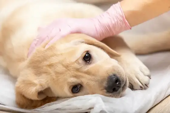 Mégaœsophage du chien - Comprendre et agir au quotidien