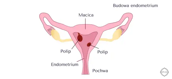 Endometrium - grubość, normy, ciąża. Kiedy USG niepokoi?