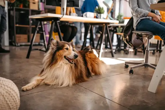 Hund på jobbet – Så lyckas du (eller inte) med hundvänligt kontor