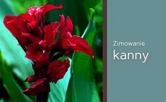 Kanna (paciorecznik) - uprawa i zimowanie. Pełny poradnik!