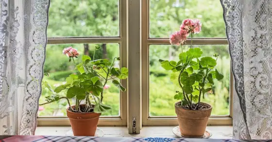 Ranglig pelargon? Så får du den tät igen