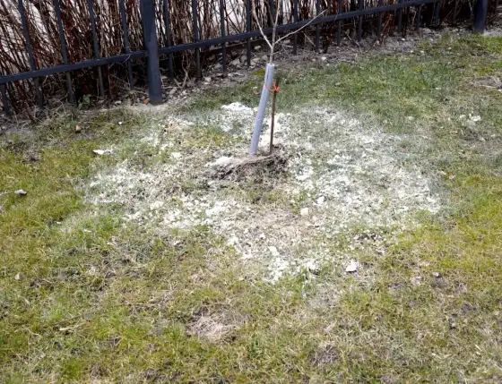 Wapnowanie trawnika - Kiedy warto i jak to zrobić dobrze?