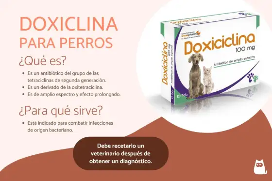 ¿Qué analgésicos puede tomar un perro? Guía segura