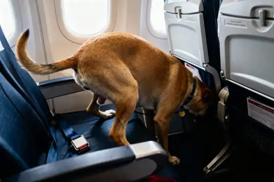 Chien en avion et pipi - ce qu’il faut prévoir avant le vol