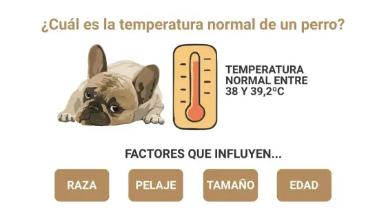¿37 °C en un perro es normal? Qué hacer y cuándo ir al veterinario