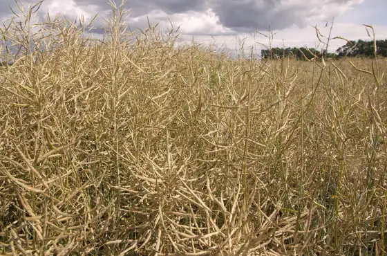 Sklejacz do rzepaku - kiedy oprysk naprawdę ma sens?