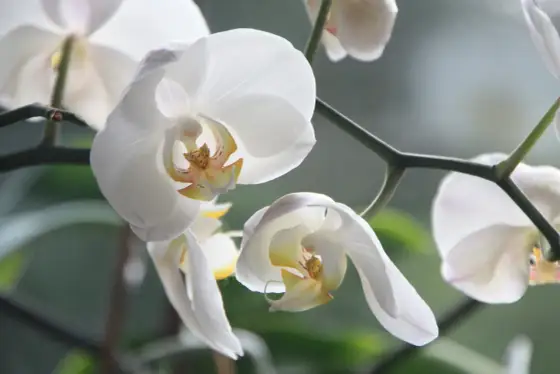 Storczyk a orchidea - czy to to samo? Poznaj różnice i uprawę