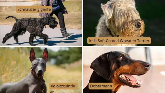 Perros hipoalergénicos grandes y cómo elegirlos