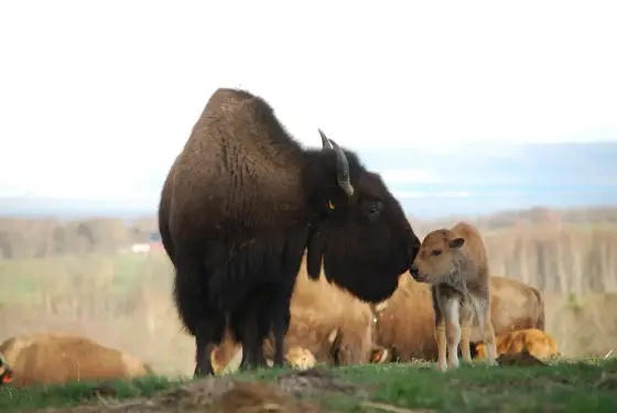 Bisonfarmen i Gate – Priser, safari och besökstips