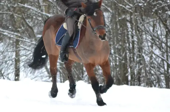 Galop fryza - jak rozpoznać dobry ruch i go poprawić