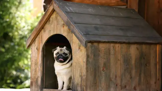 À quel âge un chien peut-il dormir dehors ? Les repères à connaître