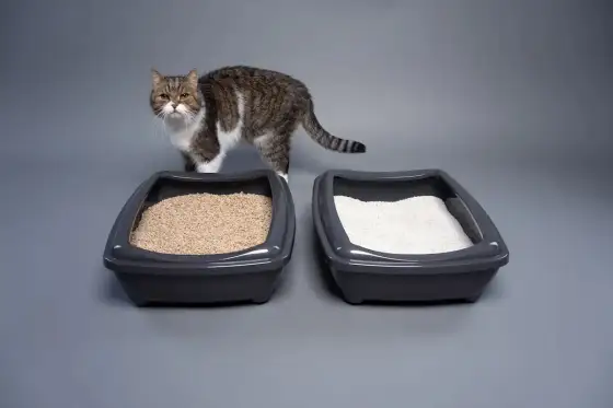 Quelle litière choisir pour votre chat - Le guide complet