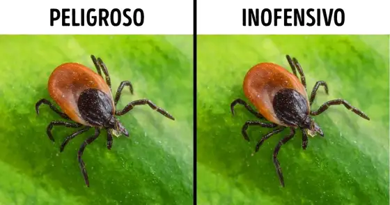 La garrapata más peligrosa: enfermedades y riesgos para la salud humana