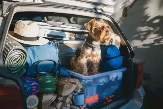 Où faire garder son chien pendant les vacances ?