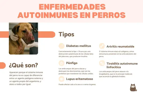 Enfermedades autoinmunes en perros - síntomas y cuidados