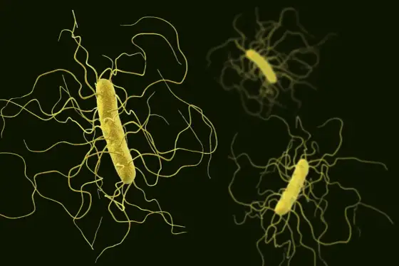 Clostridium - Biegunka, botulizm, tężec. Jak je odróżnić?