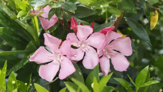 Oleander - jaka ziemia i jak podlewać? Pełny poradnik