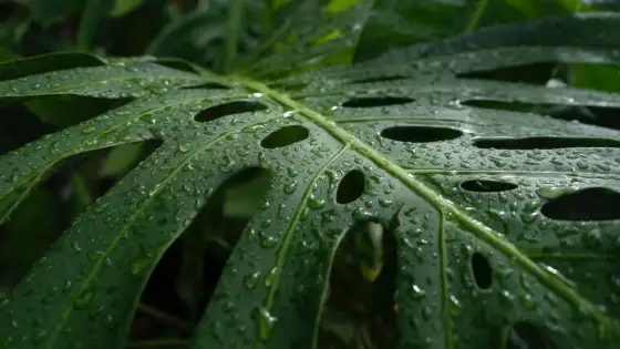 Dlaczego monstera płacze - Co oznaczają krople i czy to groźne?