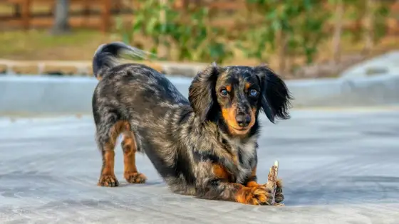 Teckel - Comprendre ce chien saucisse pour mieux vivre avec