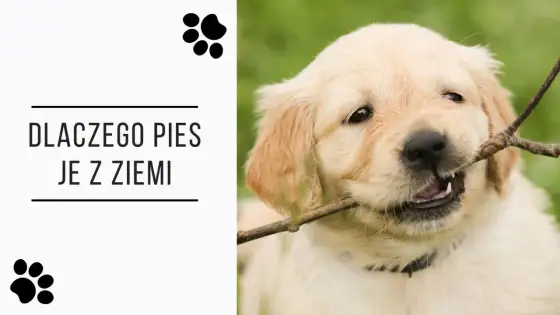 Dlaczego pies je ziemię - Poznaj przyczyny i dowiedz się, jak pomóc