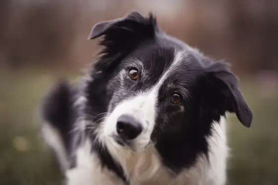 Ile kosztuje border collie - Cena szczeniaka i koszty utrzymania