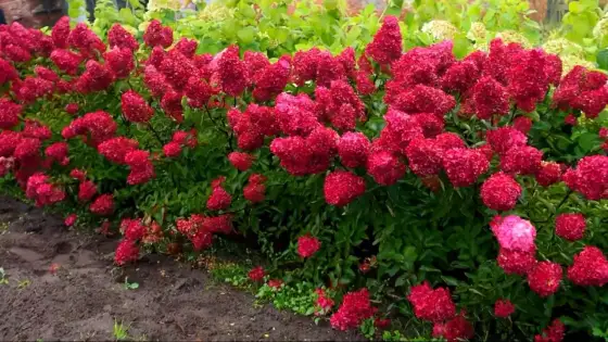 Hortensja Fraise Melba - uprawa, cięcie, pielęgnacja