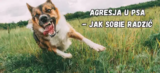 Agresja lękowa u psa - Jak pomóc? Skuteczny poradnik