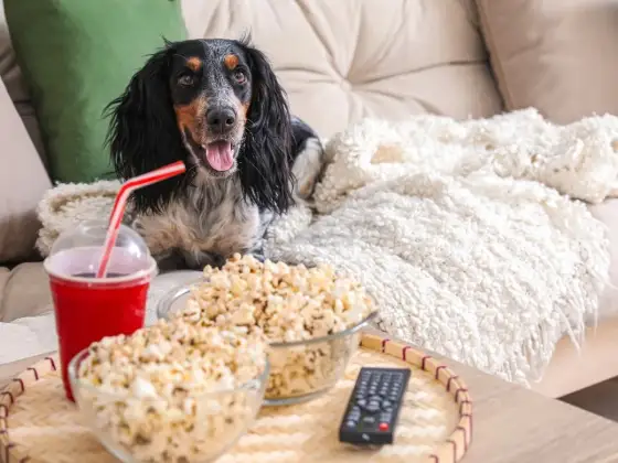 Czy pies może jeść popcorn? Bezpieczne zasady i alternatywy