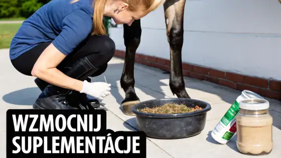Maść dla konia na stawy - jak dobrać właściwy preparat?