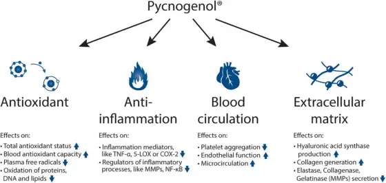 Pycnogenol - co to jest i czy naprawdę pomaga?
