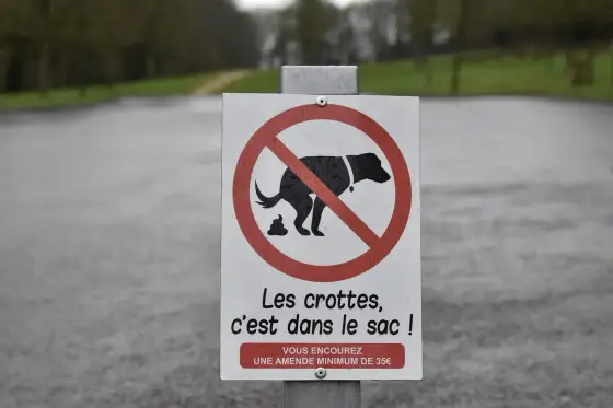 Caca de chien - Gérer les déjections pour des sorties sereines