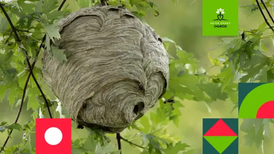 Gniazdo szerszeni - Jak odróżnić stare od aktywnego i co zrobić?