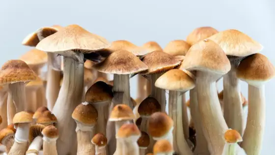 Dawkowanie psylocybiny - Prawda o ryzyku i efektach