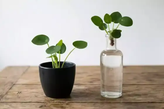 Multiplier un Pilea - La méthode infaillible pour des boutures réussies
