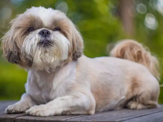 Shih tzu - największe minusy, zanim kupisz psa tej rasy