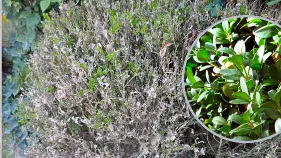 Jaja ćmy bukszpanowej - jak rozpoznać i uratować bukszpan?