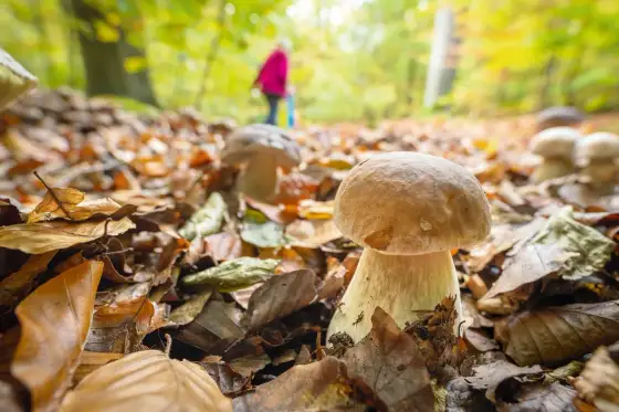 Essbare Wildpilze sicher sammeln und zubereiten