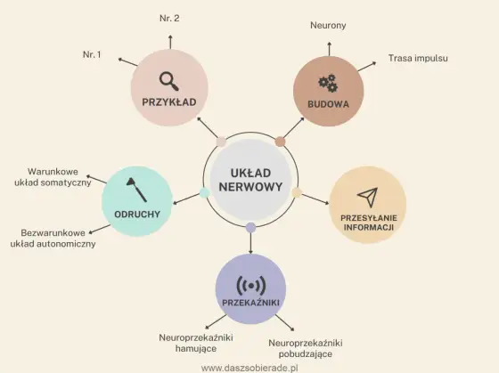 Neurony - Jak działają i jak dbać o swój układ nerwowy?