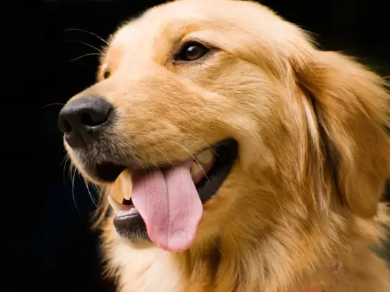 Golden retriever - Szkolenie krok po kroku do szczęśliwego psa