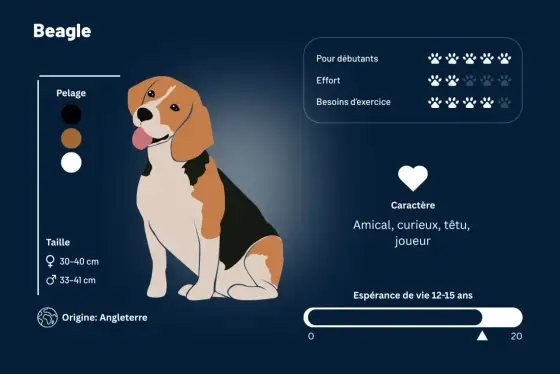 Beagle - Caractère, besoins, éducation : le guide complet